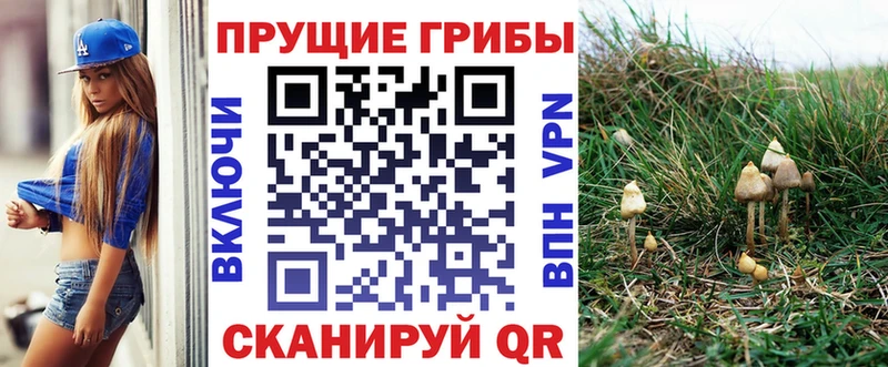 Псилоцибиновые грибы Psilocybine cubensis  как найти   Карабулак 
